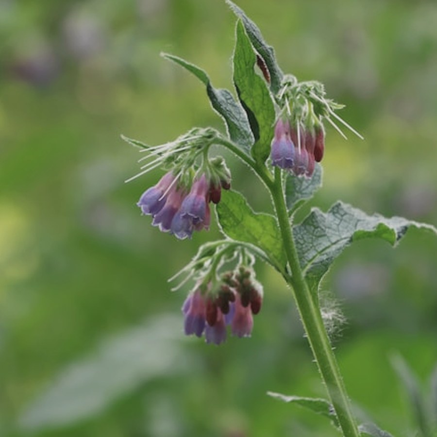 Comfrey in flower