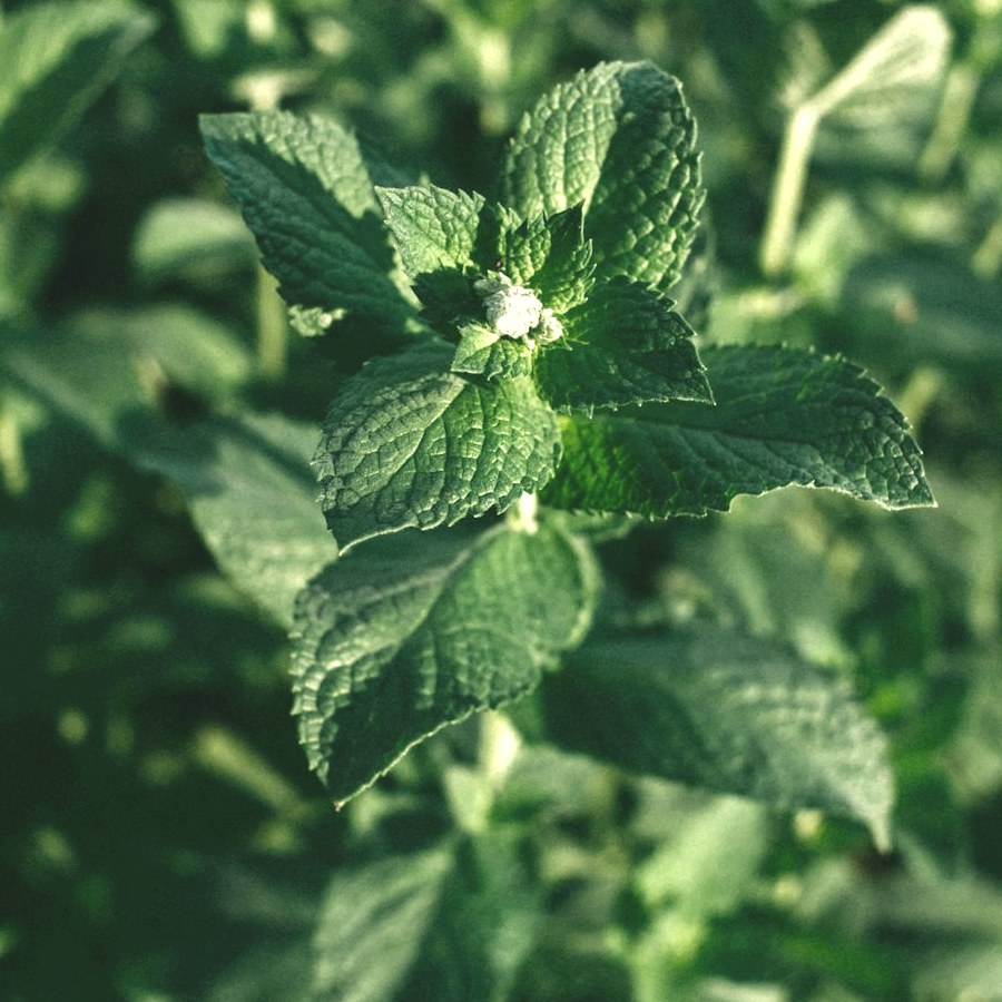 Fresh mint leaves